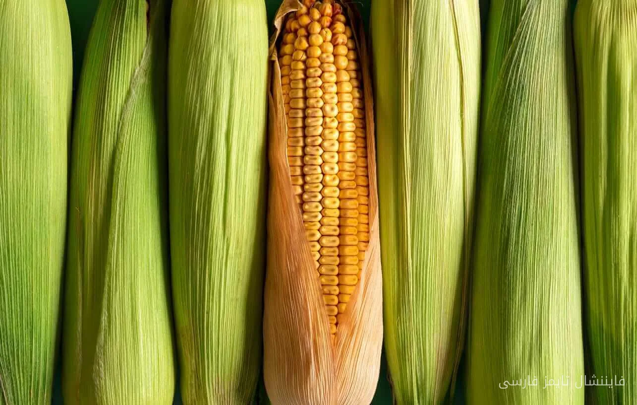 کاهش قیمت ذرت با وجود کاهش پیش‌بینی‌های تولید USDA