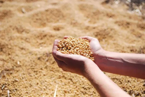 سؤال بزرگ: آیا سویا می‌تواند همچنان در مرز ۱۰ دلار باقی بماند؟