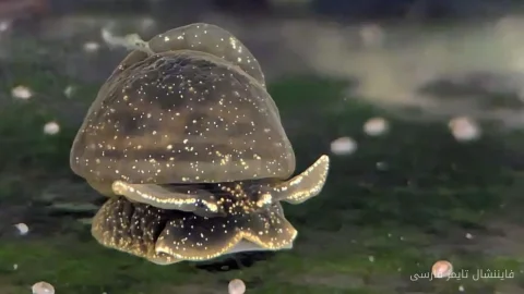 Sauvetage de l'escargot collant et rare du lac du Pays de Galles : dernier espoir ou catastrophe environnementale ?
