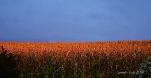 گندم در آستانهٔ گزارش USDA با افزایش قیمت مواجه شد